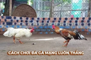 Hé Lộ Cách Chơi Đá Gà Sabong Tại FB88 Từ Các Kê Thủ Top 1