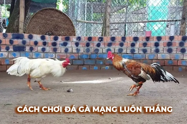 Hé Lộ Cách Chơi Đá Gà Sabong Tại FB88 Từ Các Kê Thủ Top 1 1 Hé Lộ Cách Chơi Đá Gà Sabong Tại FB88 Từ Các Kê Thủ Top 1